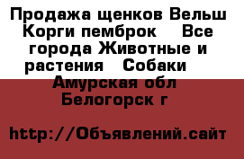 Продажа щенков Вельш Корги пемброк  - Все города Животные и растения » Собаки   . Амурская обл.,Белогорск г.